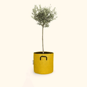 Olivier européen - Olea Europaea - Bourgeon - Mini - 30cm - Jaune