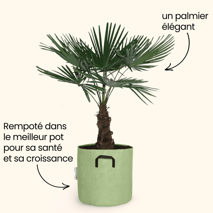 Palmier de Chine - Trachycarpus Fortunei - Bourgeon - Moyen - 100cm - Vert