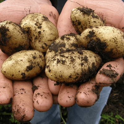 Faire pousser des pommes de terre en sac de culture