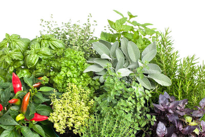 Comment cultiver des plantes aromatiques au potager : Tout ce que vous devez savoir