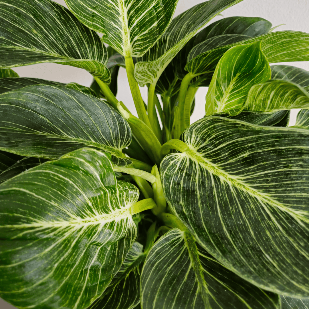 Philodendron - Bourgeon
