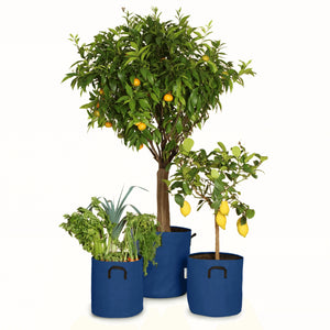 Pack pour grandes plantes 🍊