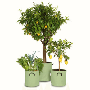 Pack pour grandes plantes 🍊