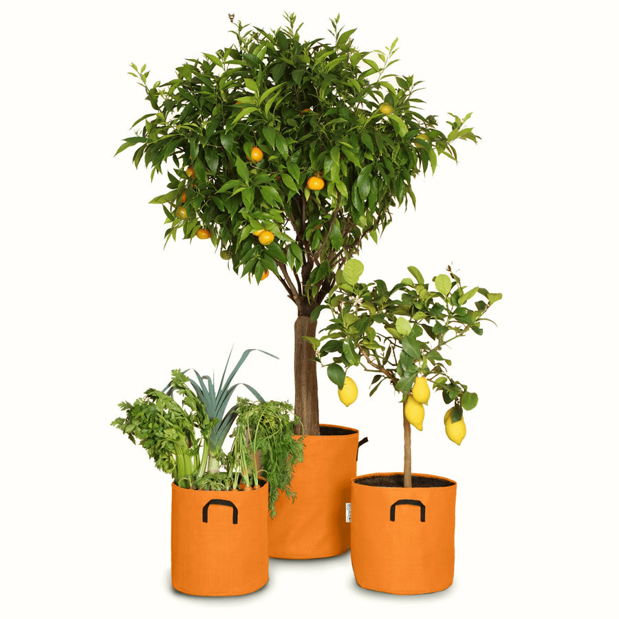 Pack pour grandes plantes 🍊