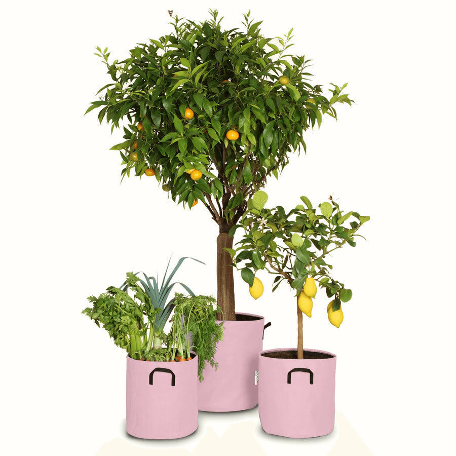 Pack pour grandes plantes 🍊