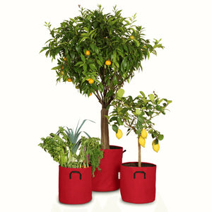 Pack pour grandes plantes 🍊
