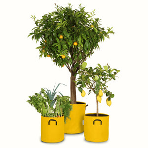 Pack pour grandes plantes 🍊