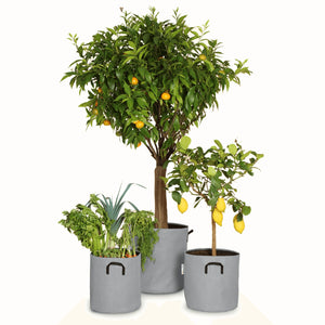 Pack pour grandes plantes 🍊