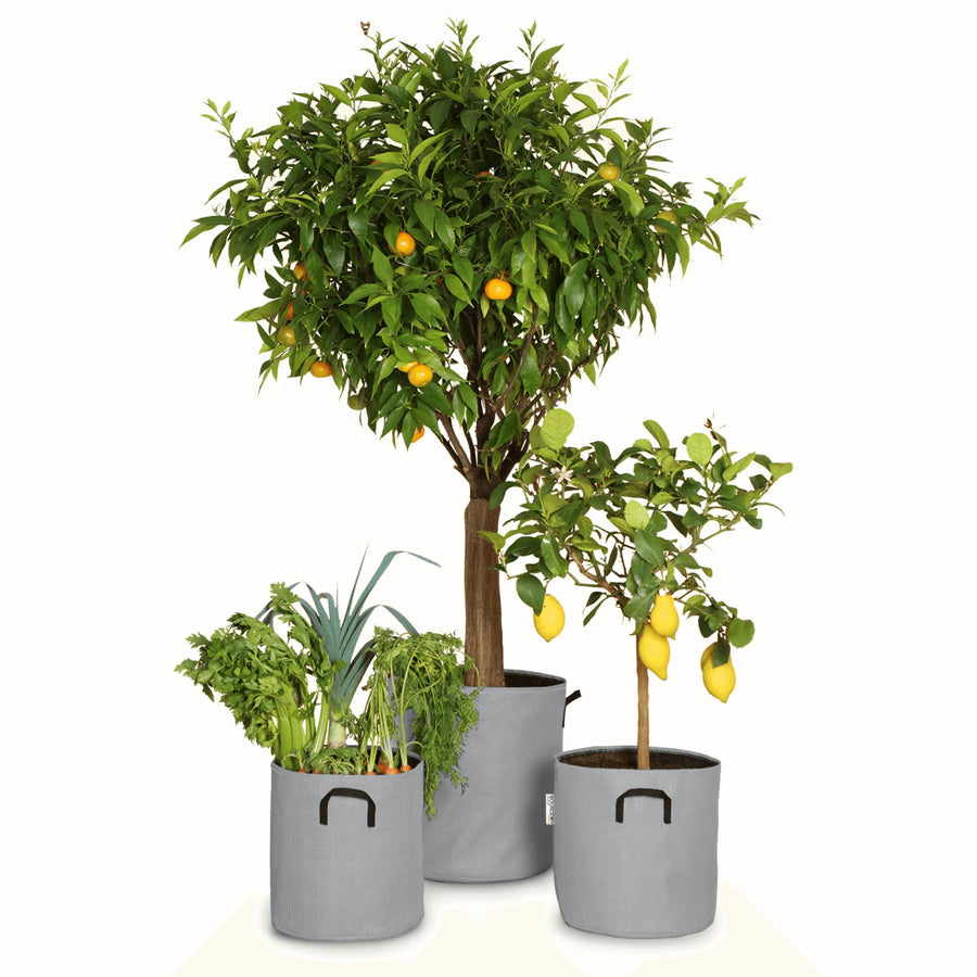 Pack pour grandes plantes 🍊