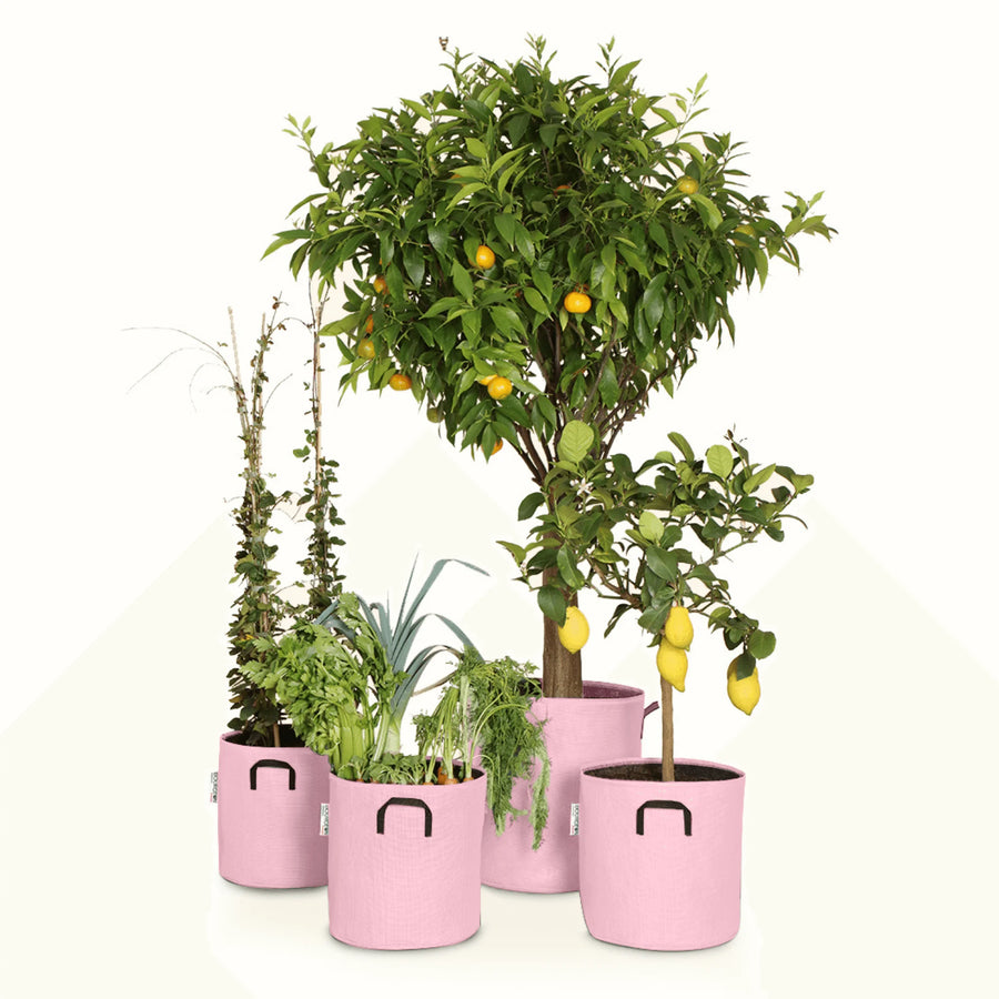 Pack pour grandes plantes 🍊