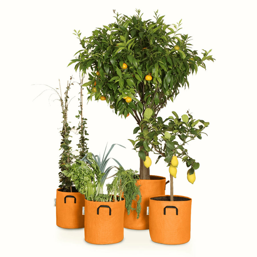 Pack pour grandes plantes 🍊