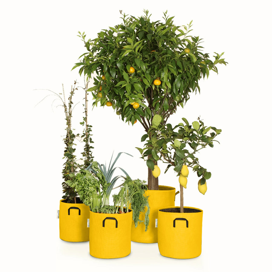 Pack pour grandes plantes 🍊