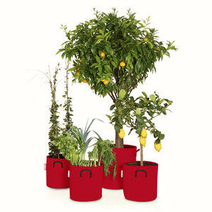 Pack pour grandes plantes 🍊