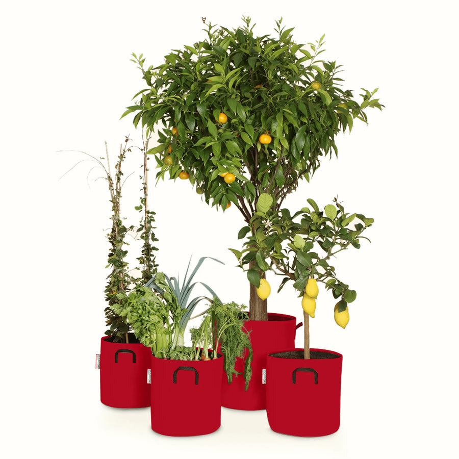 Pack pour grandes plantes 🍊