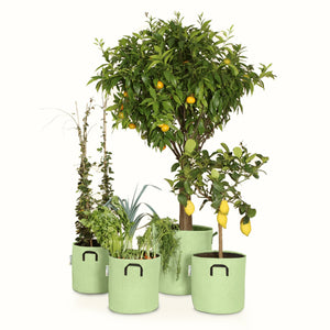Pack pour grandes plantes 🍊
