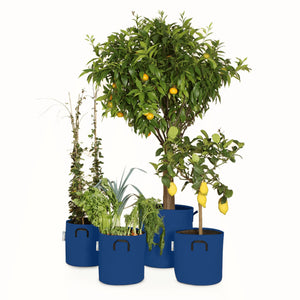 Pack pour grandes plantes 🍊