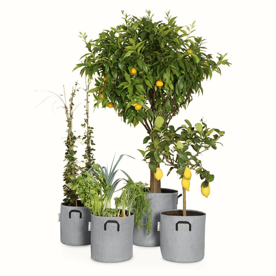 Pack pour grandes plantes 🍊