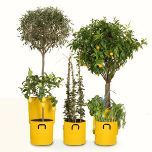 Pack pour grandes plantes 🍊