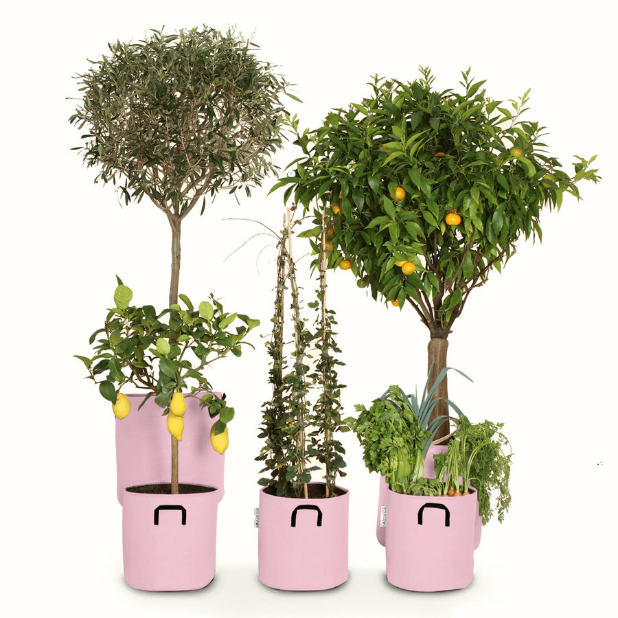 Pack pour grandes plantes 🍊