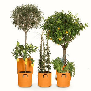 Pack pour grandes plantes 🍊