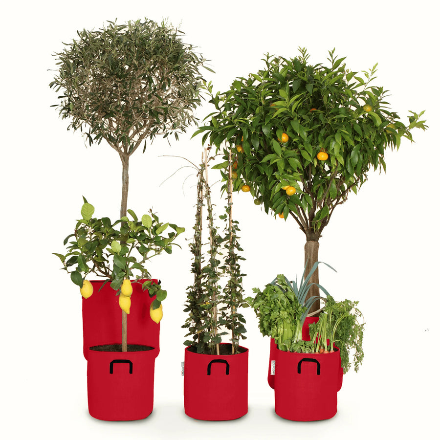 Pack pour grandes plantes 🍊
