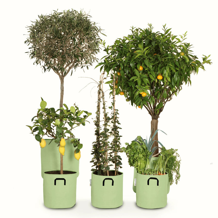 Pack pour grandes plantes 🍊