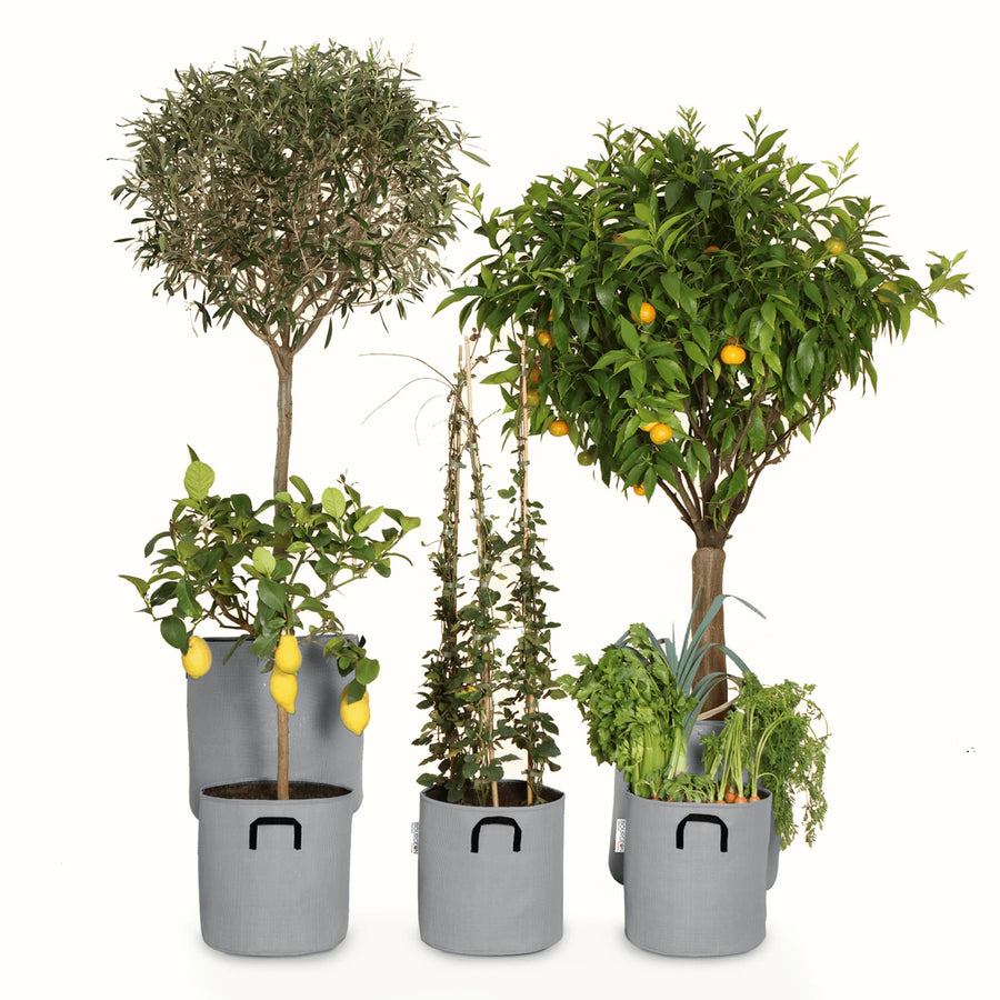 Pack pour grandes plantes 🍊