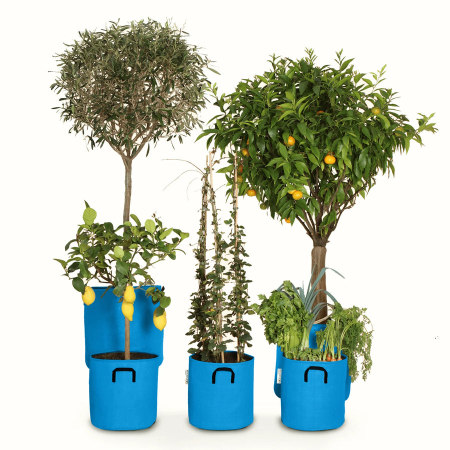 Pack pour grandes plantes 🍊