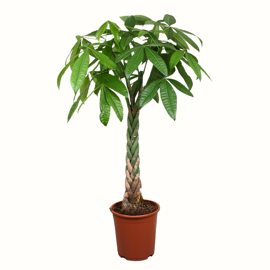 Chataignier de Guyane - Pachira Aquatica