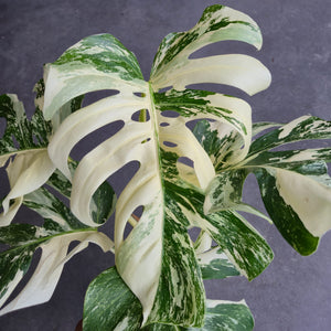 Monstera Deliciosa Variegata Super White