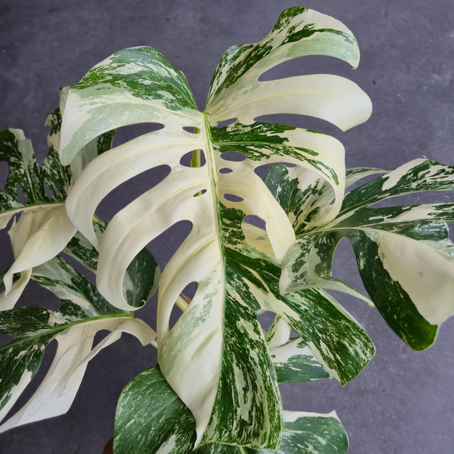 Monstera Deliciosa Variegata Super White
