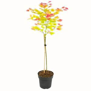 Erable du Japon - Acer moonrise