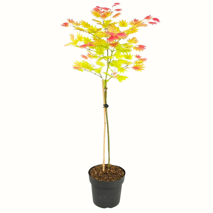 Erable du Japon - Acer moonrise