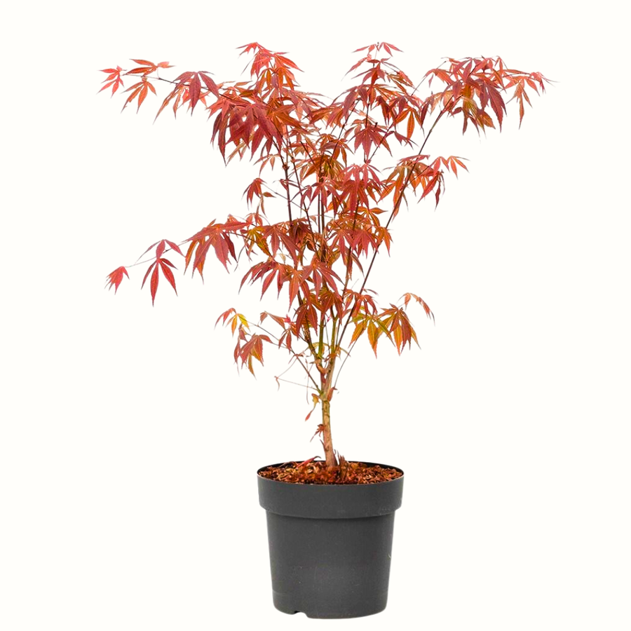 Erable du Japon - Acer atropurpureum