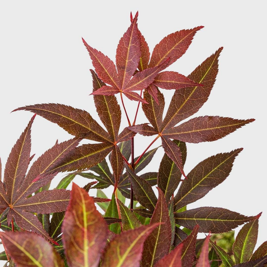 Erable du Japon - Acer atropurpureum