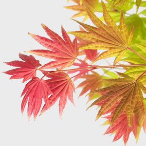 Erable du Japon - Acer moonrise