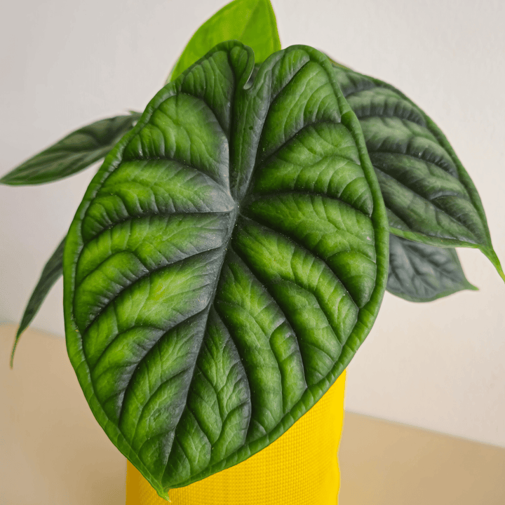 Alocasia Dragon Scale - Bourgeon - Jaune - Sans - J'ai déjà une soucoupe