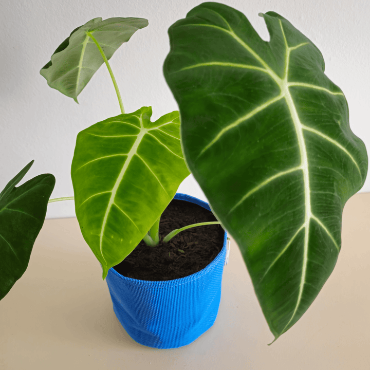 Alocasia Frydek - Bourgeon - Jaune - Sans - J'ai déjà une soucoupe