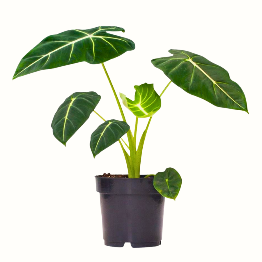 Alocasia Frydek