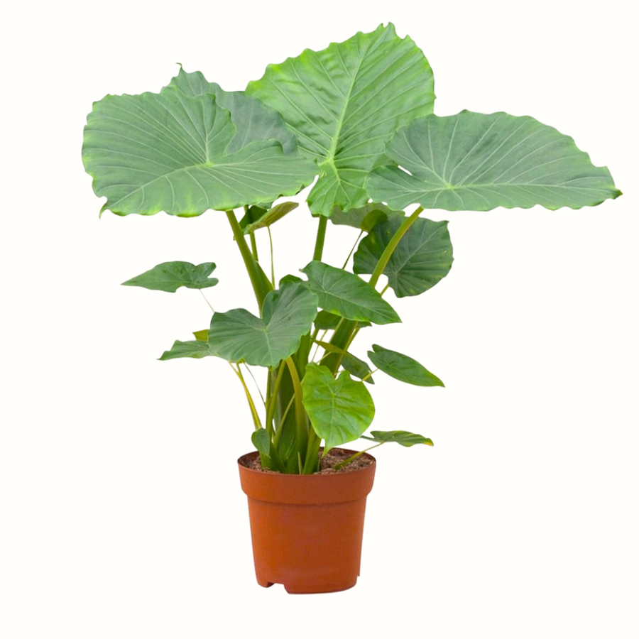 Alocasia Gageana