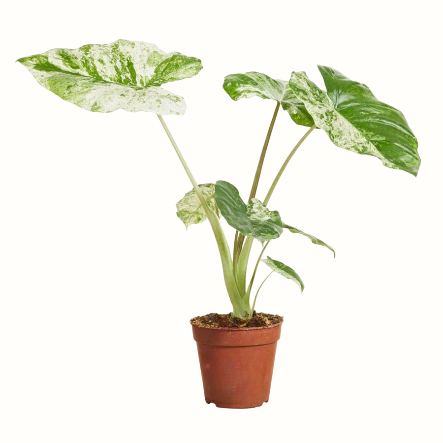 Alocasia Macrorrhiza Splash