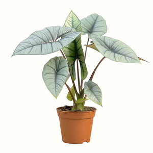 Alocasia Platinum