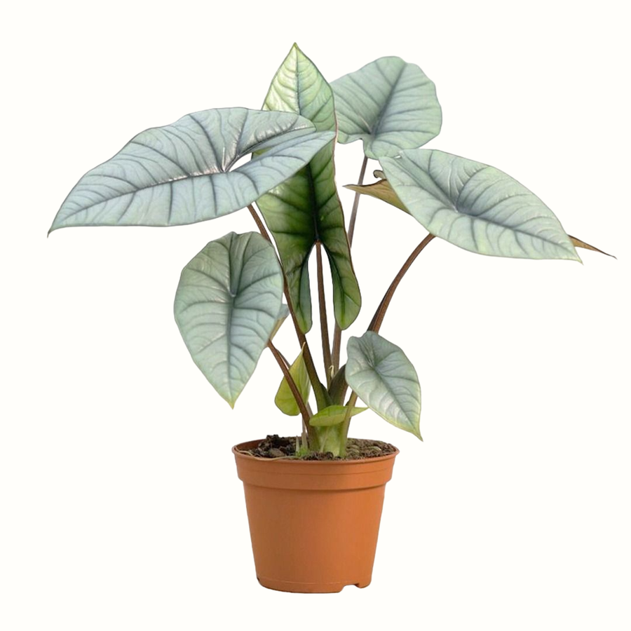 Alocasia Platinum