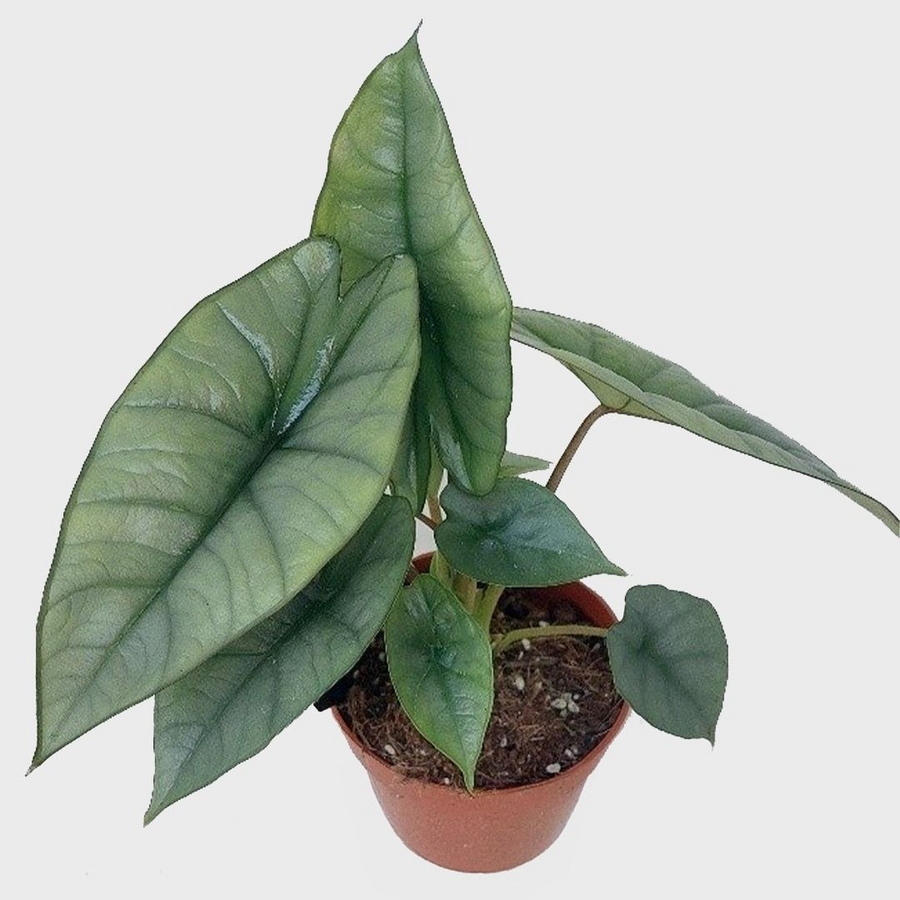 Alocasia Platinum