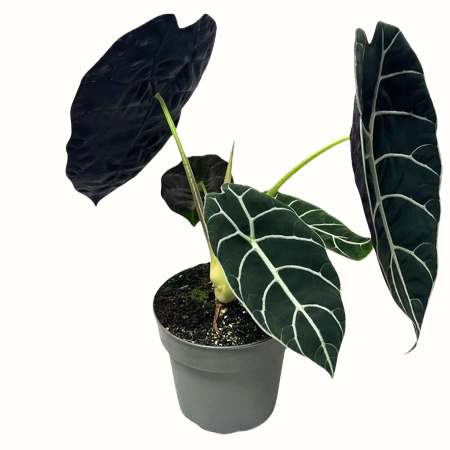 Alocasia Pride of Curup