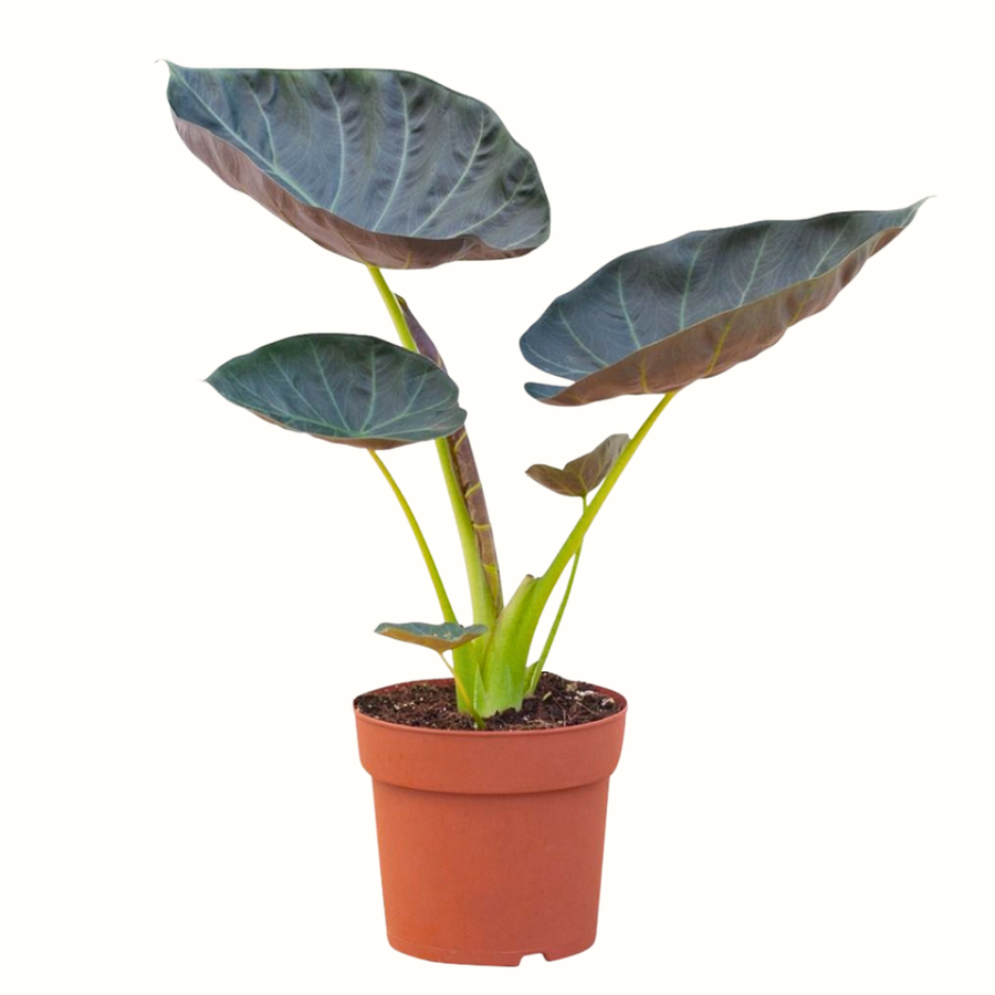 Alocasia regal shied