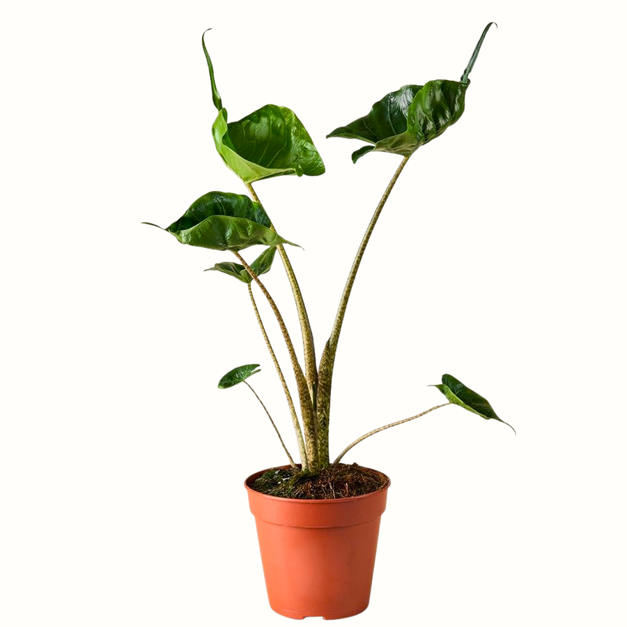 Alocasia stingray