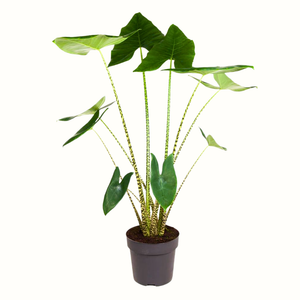 Alocasia Zebrina