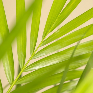 Palmier Areca - Dypsis Lutescens