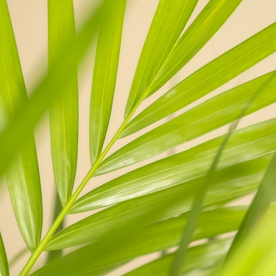 Palmier Areca - Dypsis Lutescens